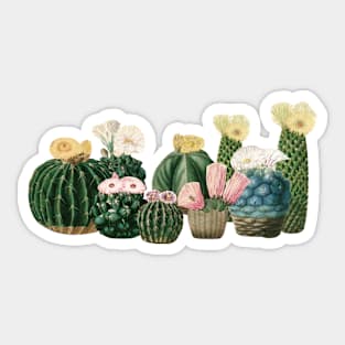 Cactus Garden Sticker